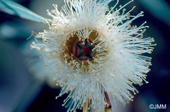 Eucalyptus globulus