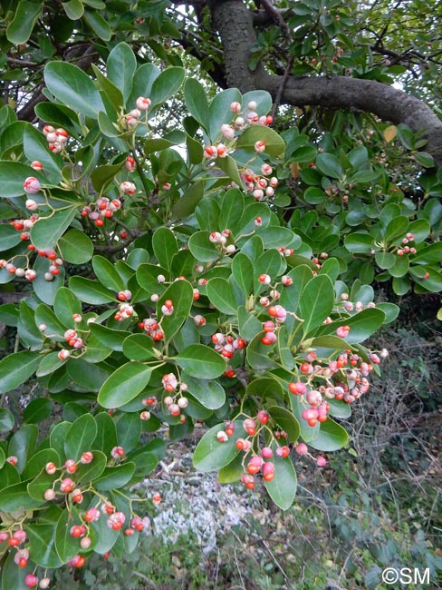 Euonymus japonicus