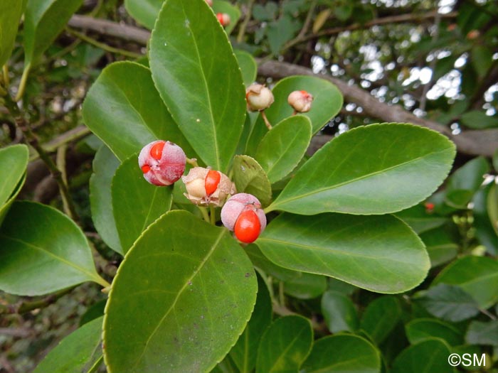 Euonymus japonicus