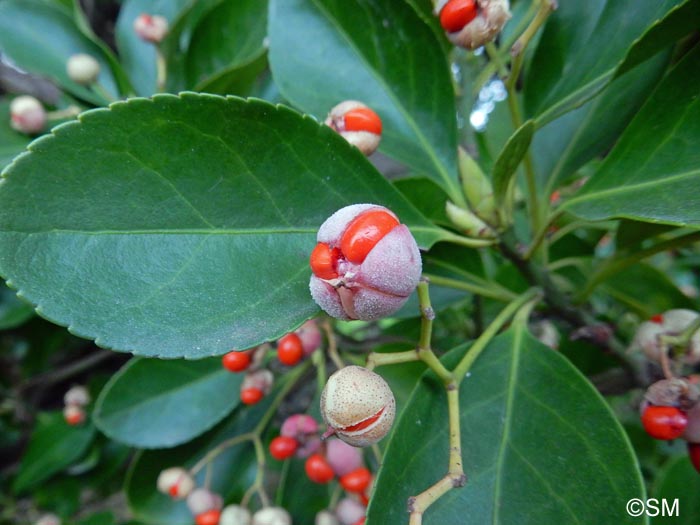 Euonymus japonicus