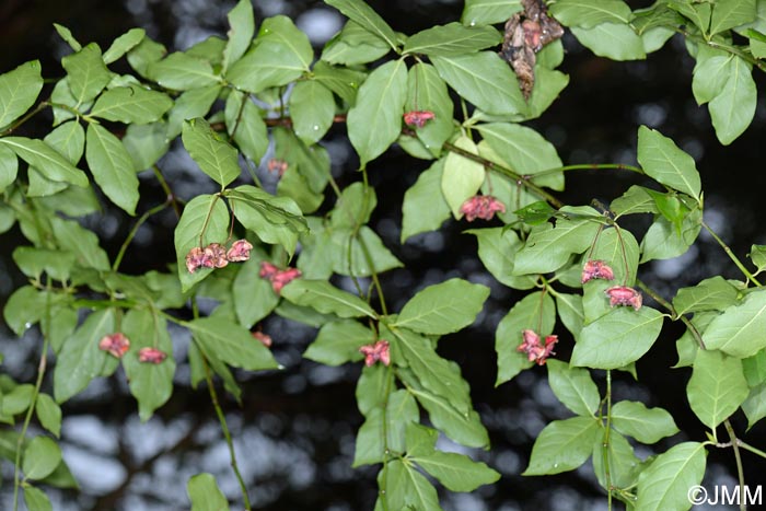 Euonymus latifolius