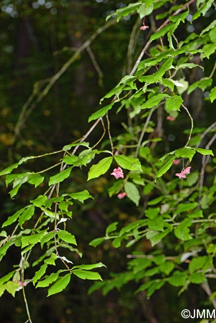 Euonymus latifolius