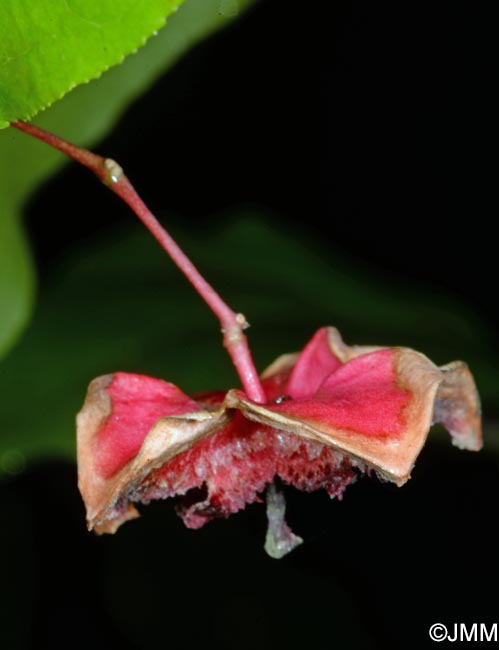 Euonymus latifolius