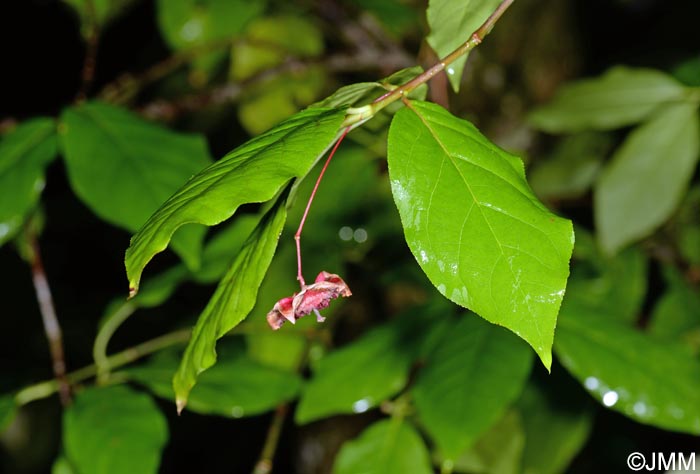 Euonymus latifolius