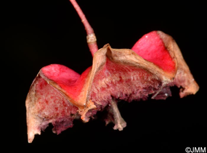 Euonymus latifolius