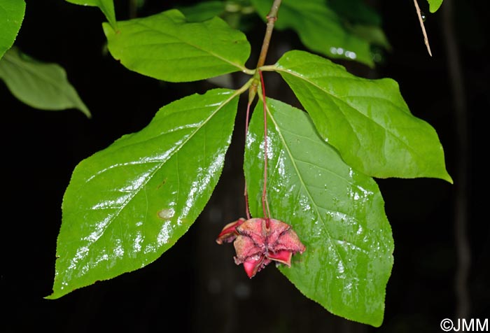 Euonymus latifolius