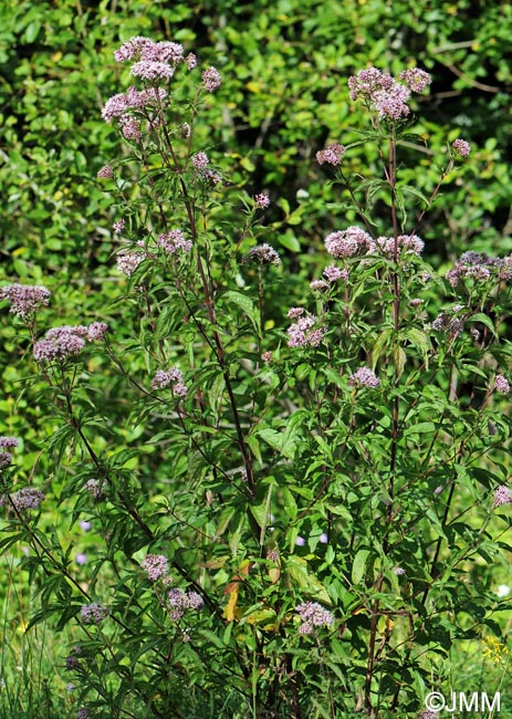 Eupatorium cannabinum = Eupatorium cannabinum subsp. cannabinum