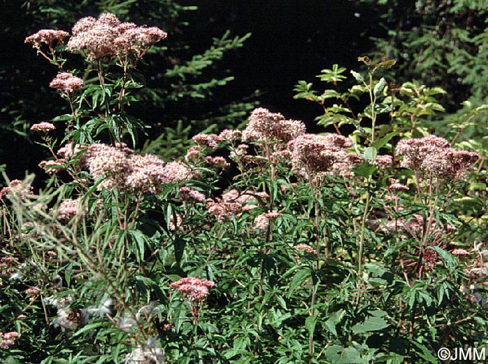 Eupatorium cannabinum = Eupatorium cannabinum subsp. cannabinum