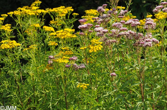 Eupatorium cannabinum subsp. cannabinum & Tanacetum vulgare