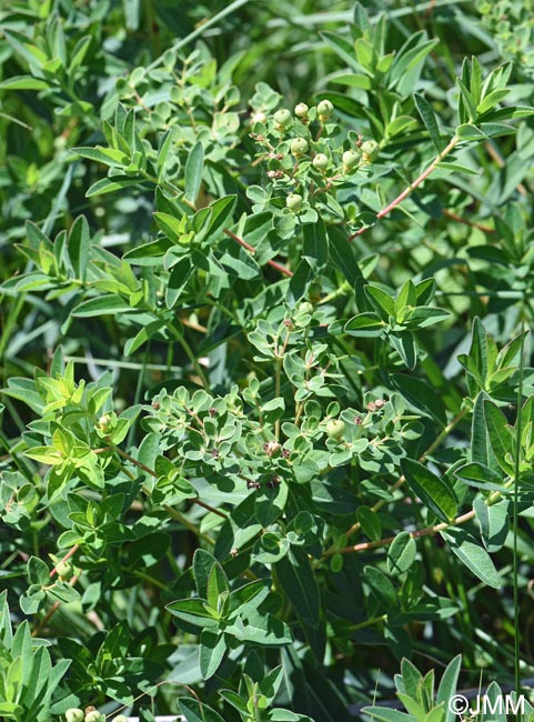 Euphorbia carpatica