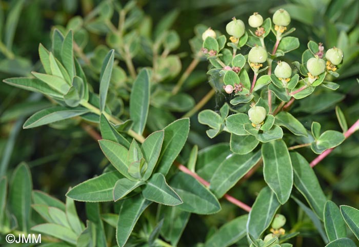 Euphorbia carpatica