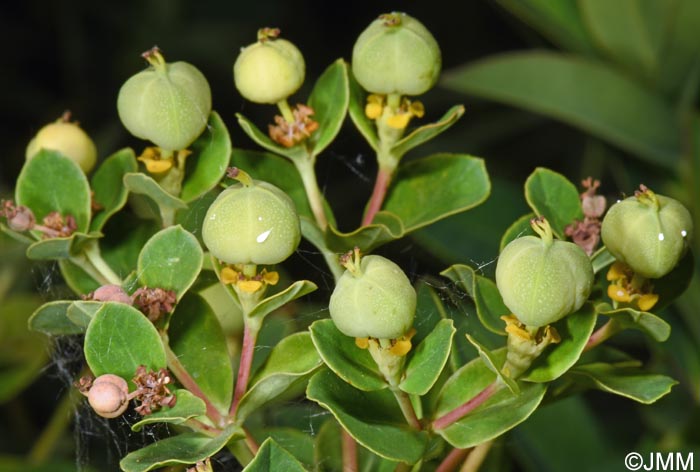 Euphorbia carpatica