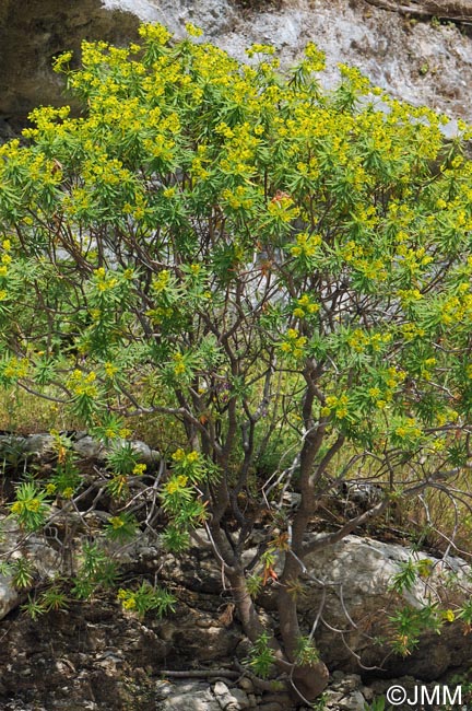 Euphorbia dendroides