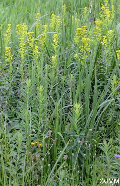 Euphorbia lucida