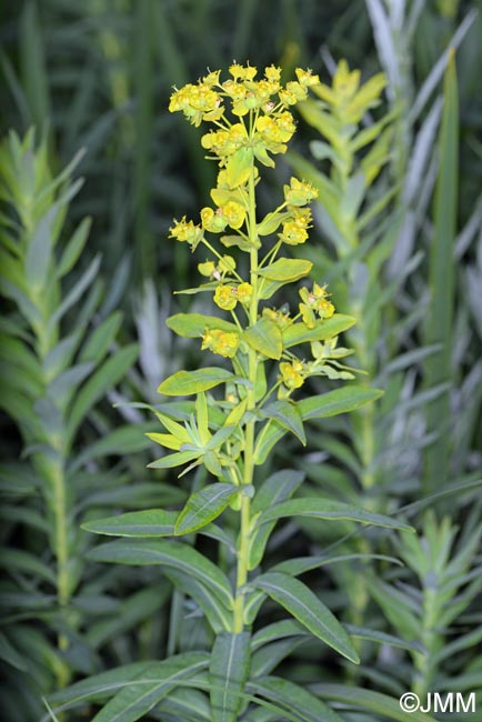 Euphorbia lucida