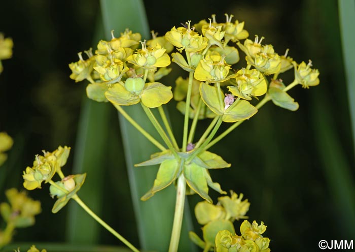 Euphorbia lucida