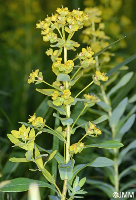 Euphorbia lucida