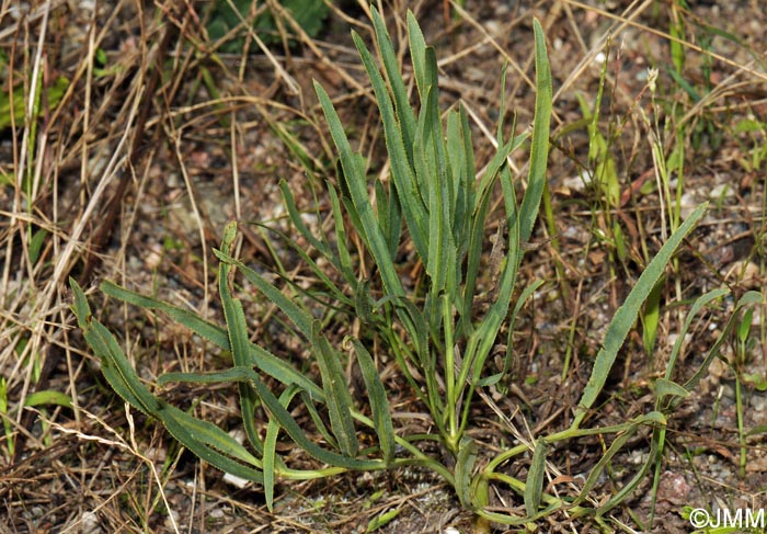 Falcaria vulgaris