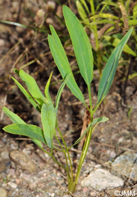 Falcaria vulgaris