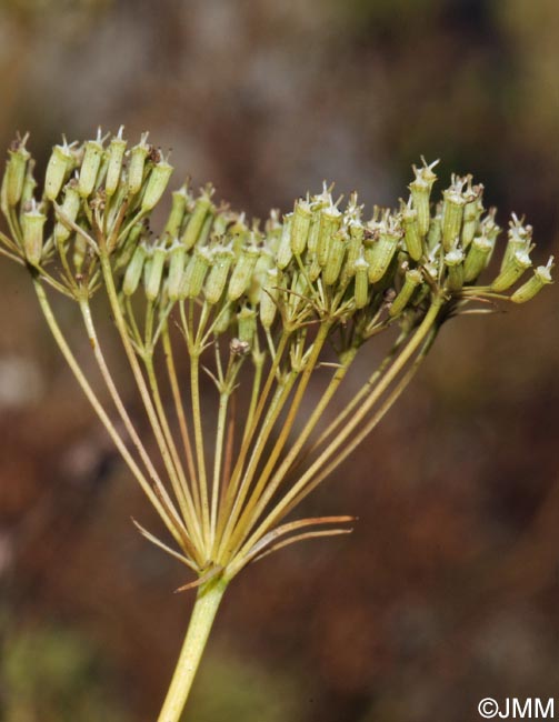 Falcaria vulgaris