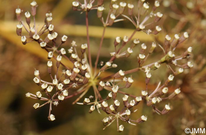 Falcaria vulgaris