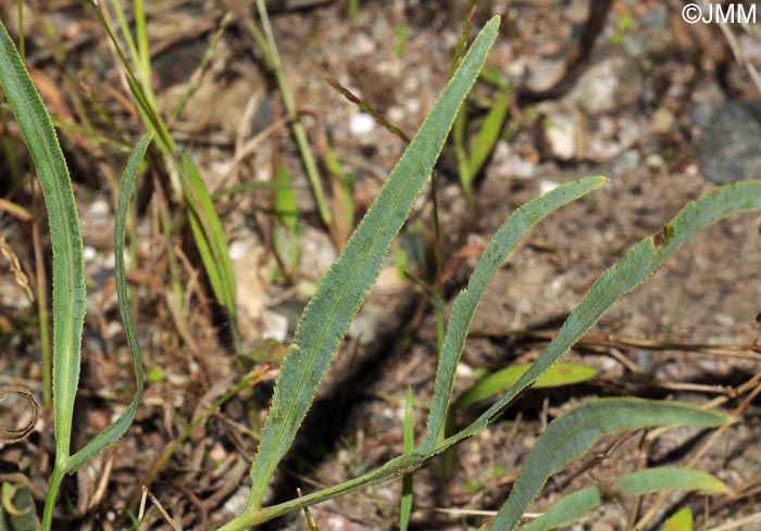 Falcaria vulgaris