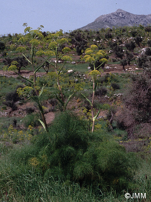 Ferula communis