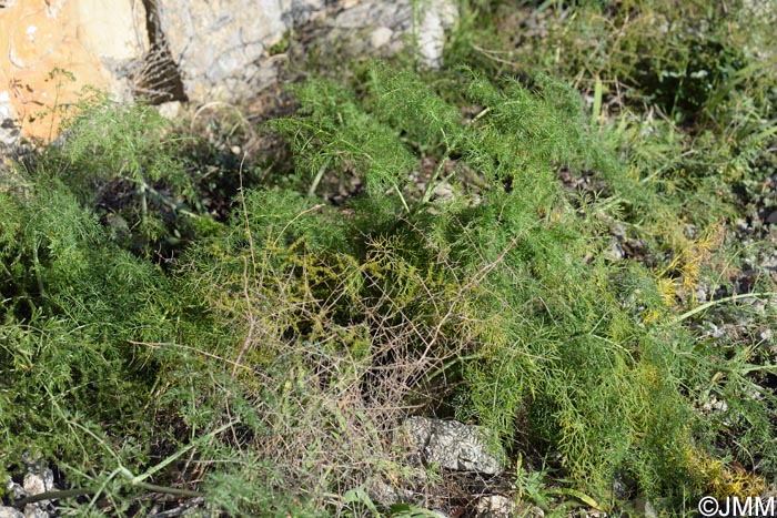 Ferula glauca