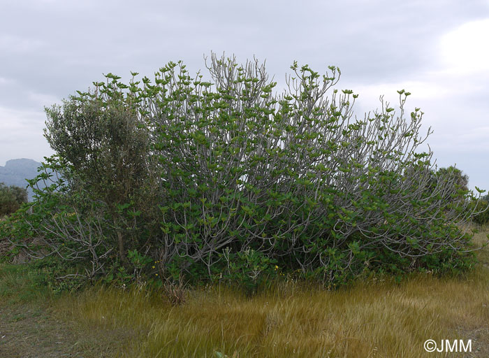 Ficus carica