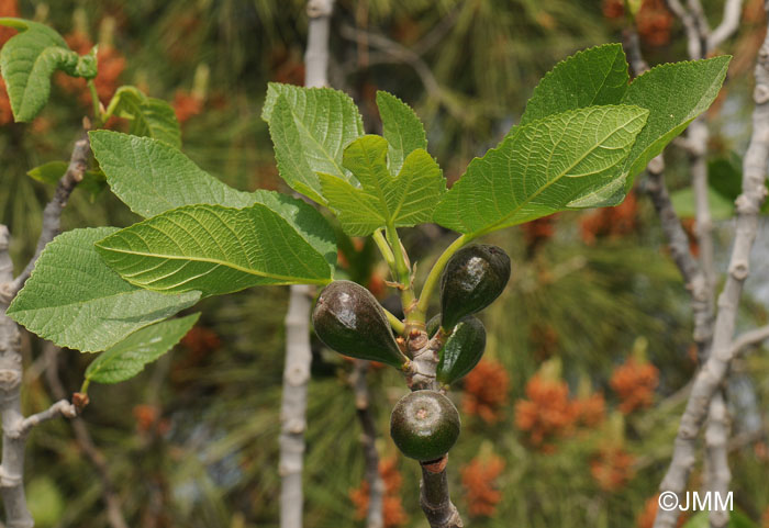 Ficus carica