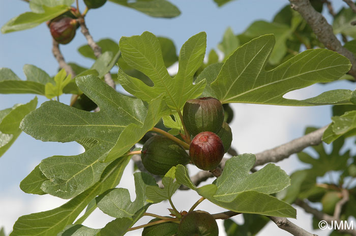 Ficus carica