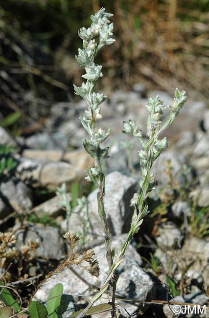 Filago arvensis = Logfia arvensis