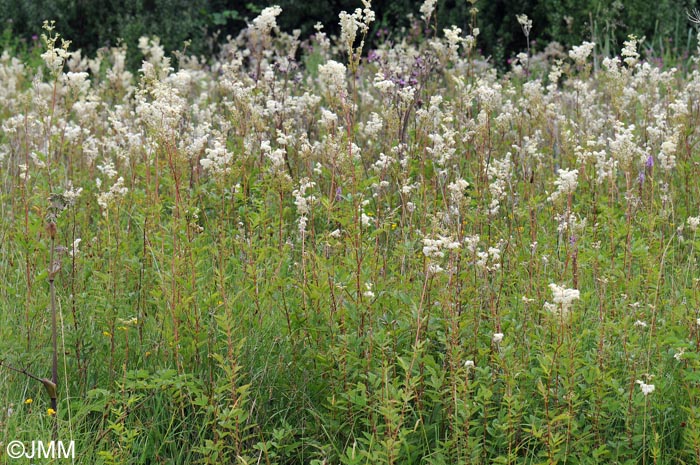 Filipendula ulmaria