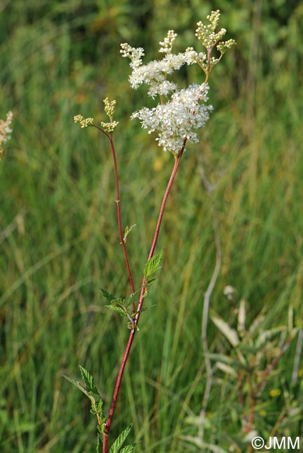 Filipendula ulmaria