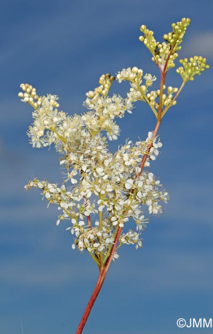 Filipendula ulmaria