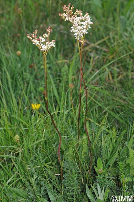 Filipendula vulgaris