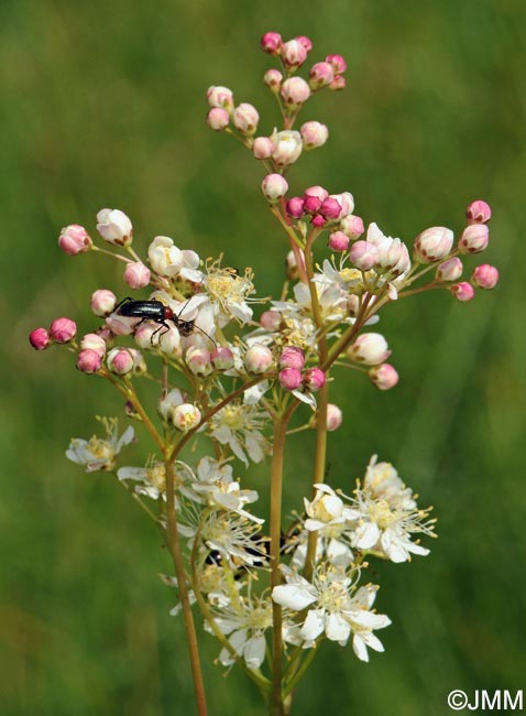 Filipendula vulgaris