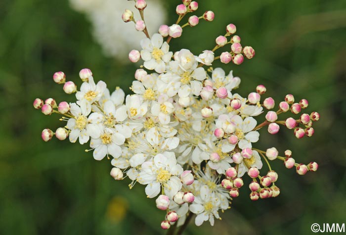 Filipendula vulgaris