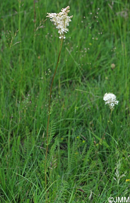 Filipendula vulgaris