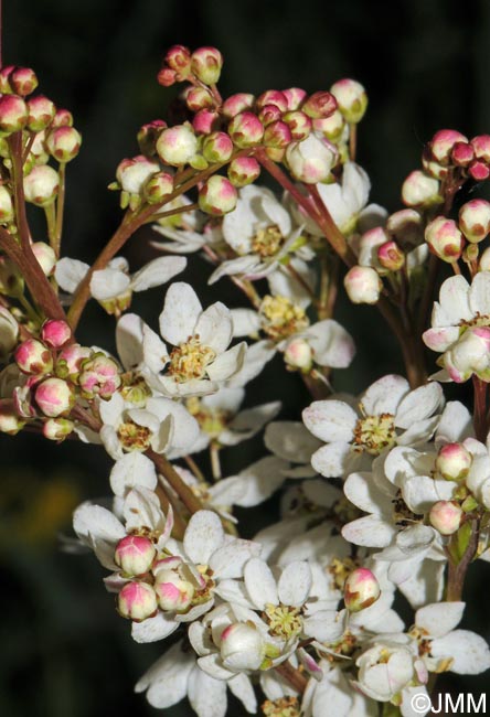 Filipendula vulgaris