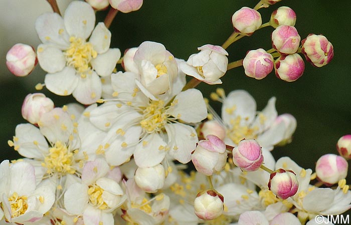 Filipendula vulgaris