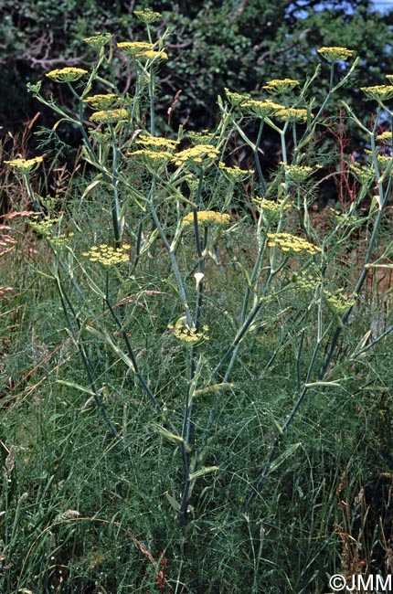 Foeniculum vulgare subsp. vulgare