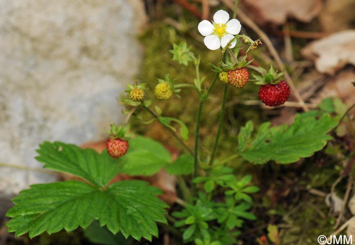 Fragaria vesca