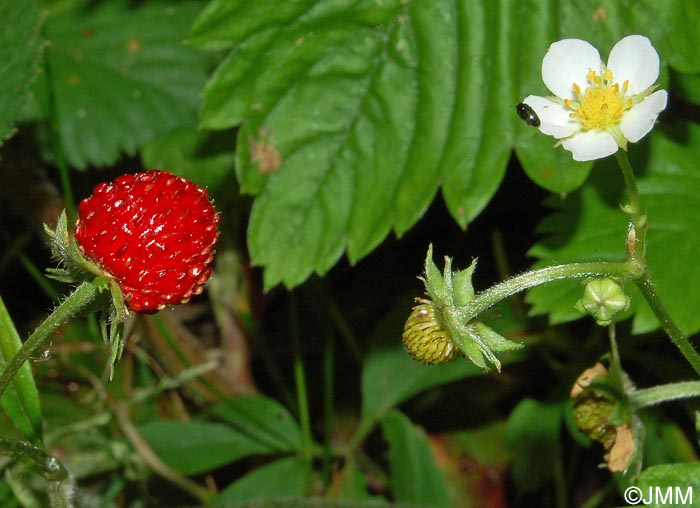 Fragaria vesca