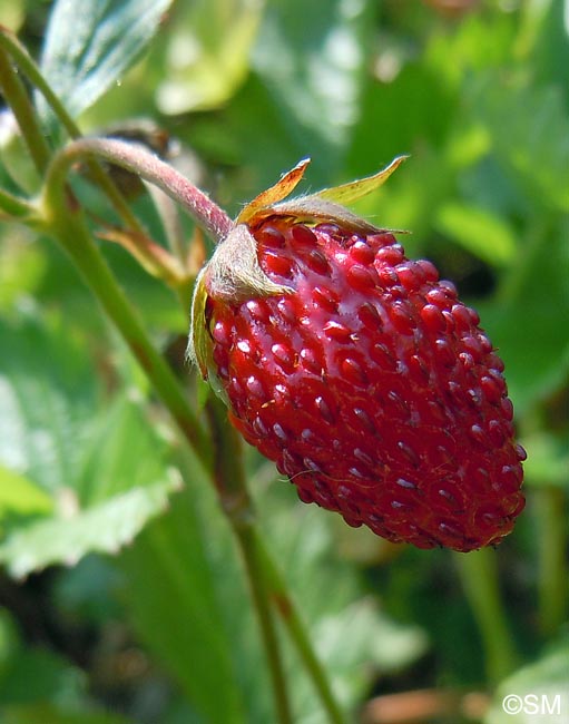 Fragaria vesca