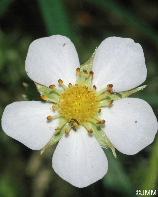 Fragaria vesca