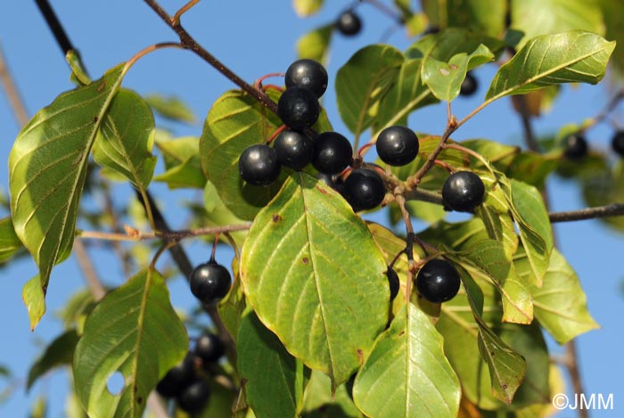 Frangula dodonei subsp. dodonei