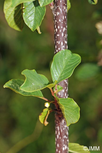 Frangula dodonei subsp. dodonei