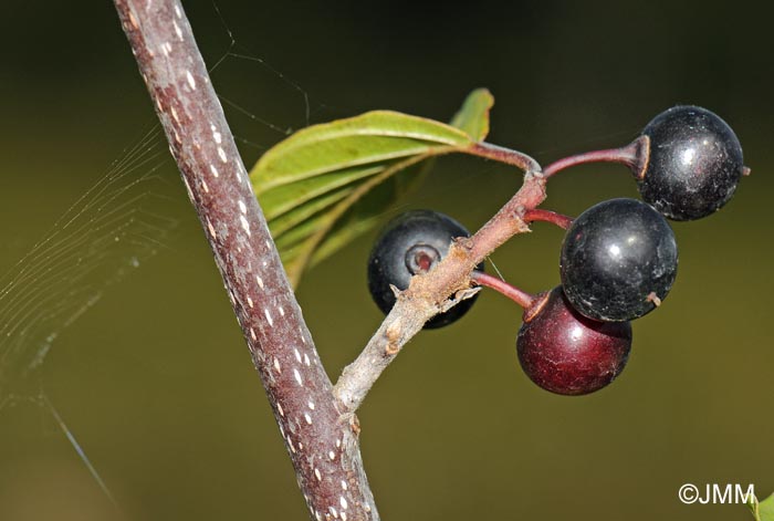 Frangula dodonei subsp. dodonei