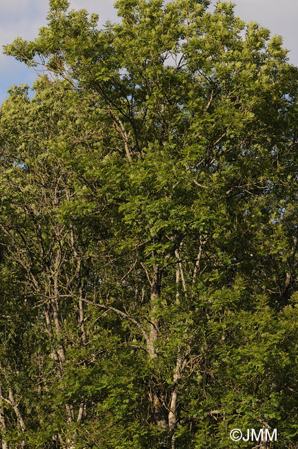 Fraxinus excelsior